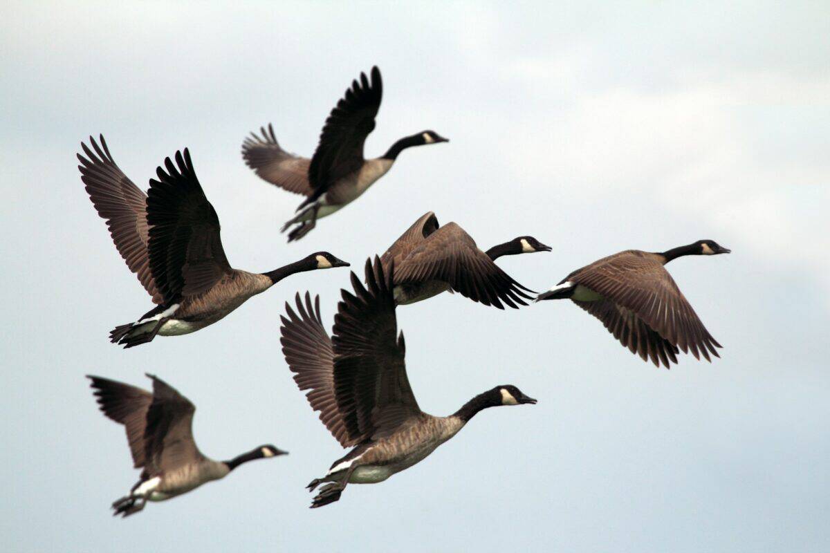 Mallard ducks flying