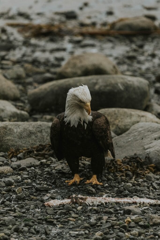 A bald eagle standing on a rocky beach