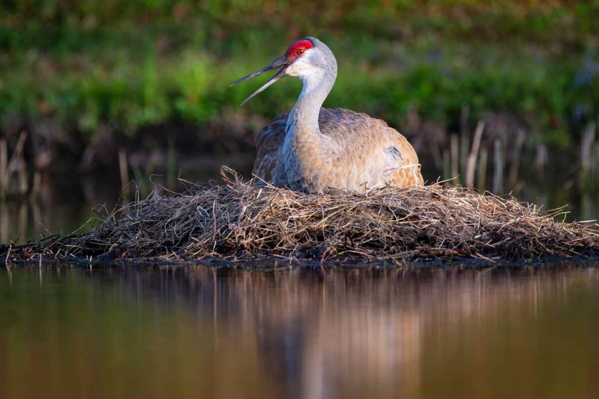 A bird sitting on top of a nest in the water
