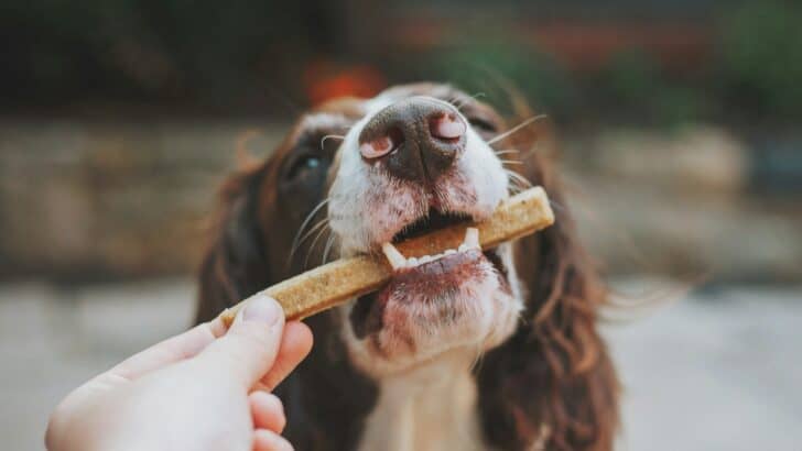 Nutritious Rewards: Selecting the Best Healthy Dog Treats