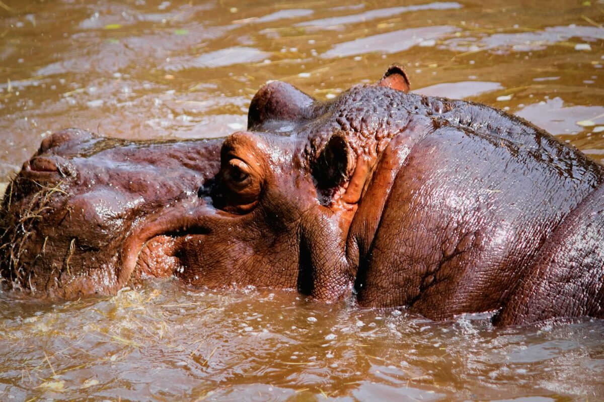 Hippo Swimming