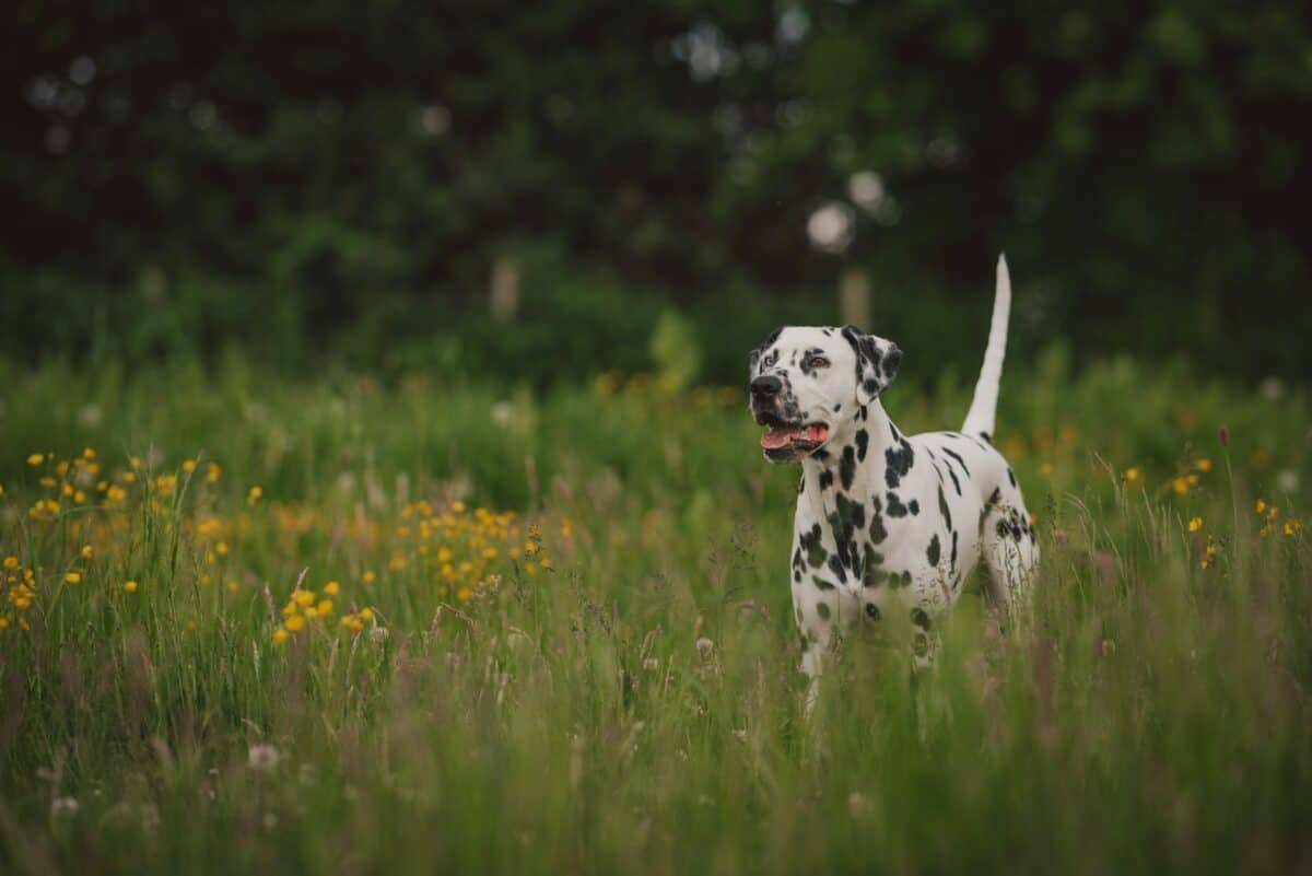 Dalmatian dog on green grass field