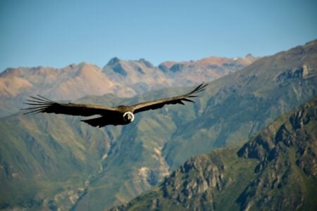 This Hawk Has a Wingspan Bigger Than an NBA Player