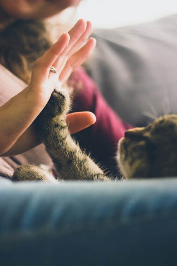 Cat and Person High-Fiving