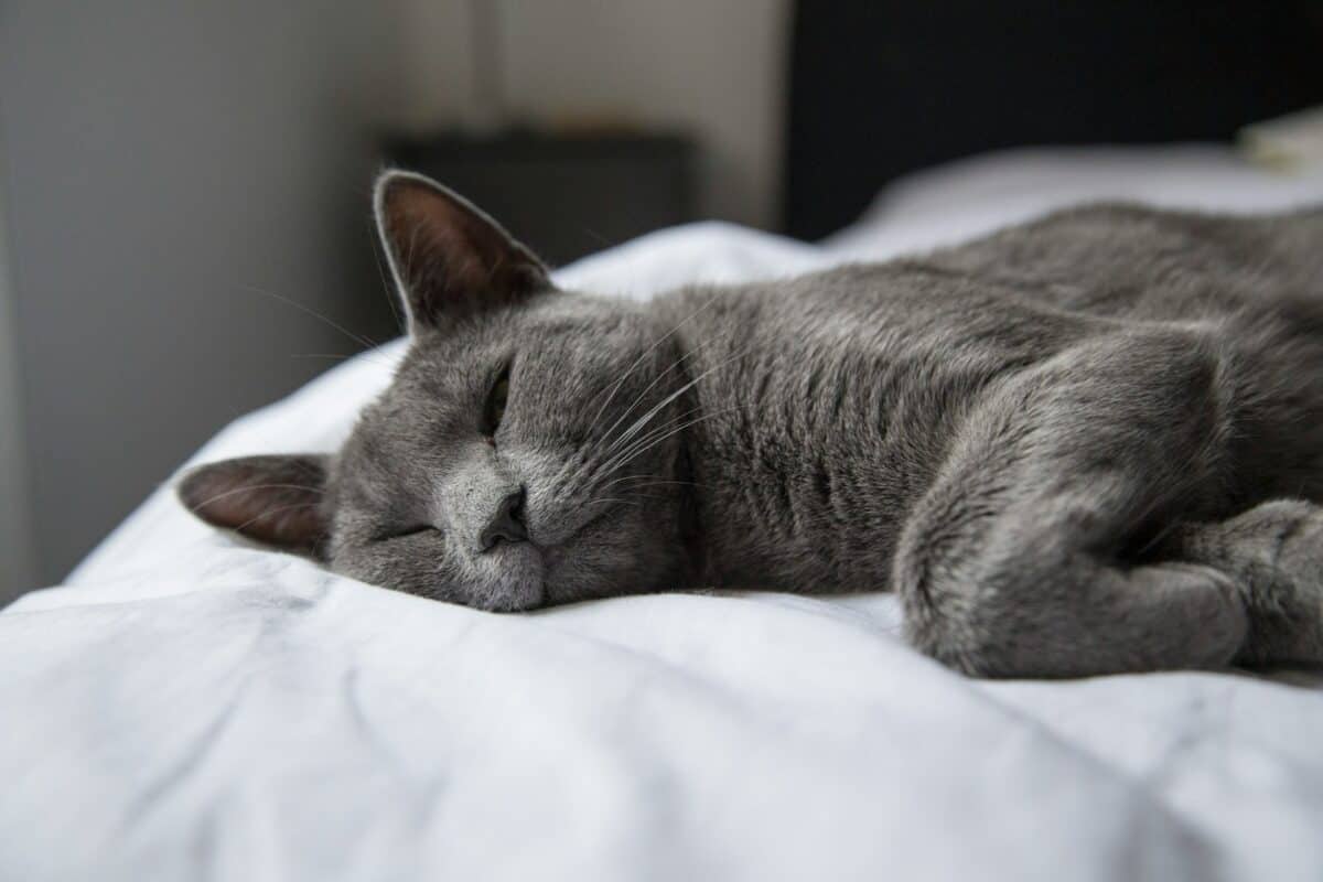 russian blue