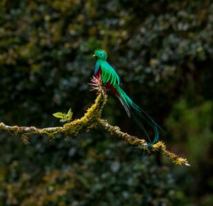 12 Rare and Exotic Bird Species Found Around the Globe