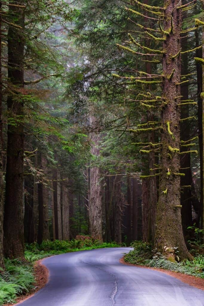 A winding road in the middle of a forest