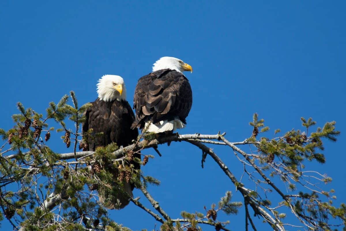 bald eagle on tree branch during daytime