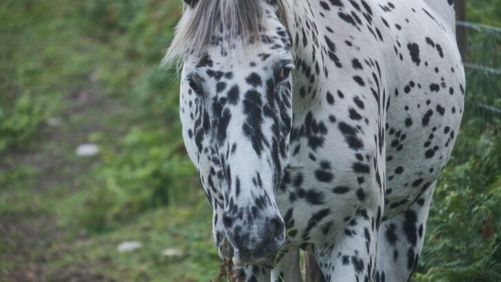 11 Unique Horse Colors And Patterns That Will Take Your Breath Away