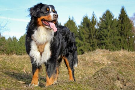 10 Dog Breeds You&rsquo;d Want by Your Side in an Emergency