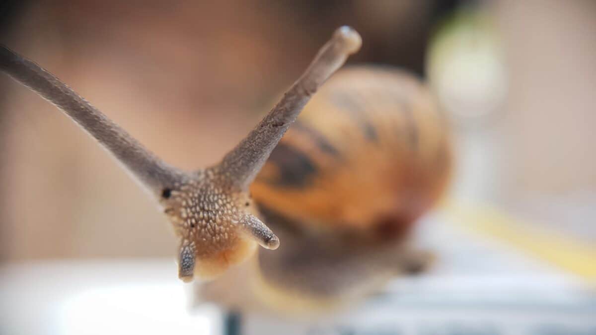 Snail