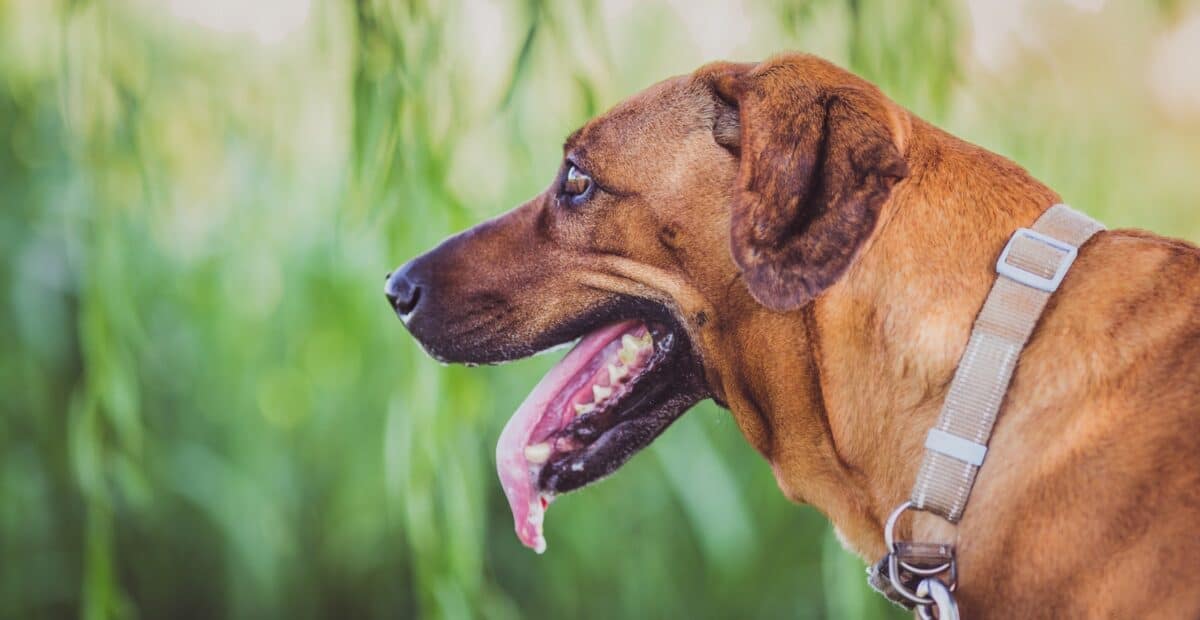 Rhodesian Ridgeback