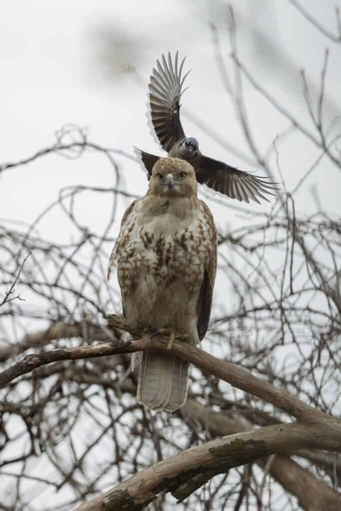 brown and white bird on brown tree branch during daytime