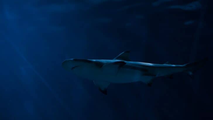 22 Ocean Predators You Wouldn’t Want to Meet While Swimming