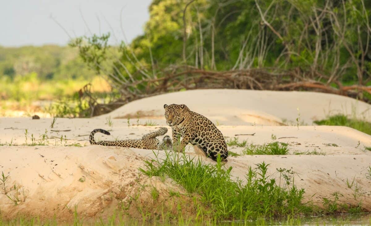 leopard walking on brown sand during daytime