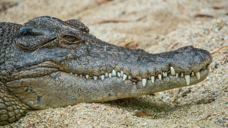 The Strongest Bite Force in the Animal Kingdom Will Surprise You