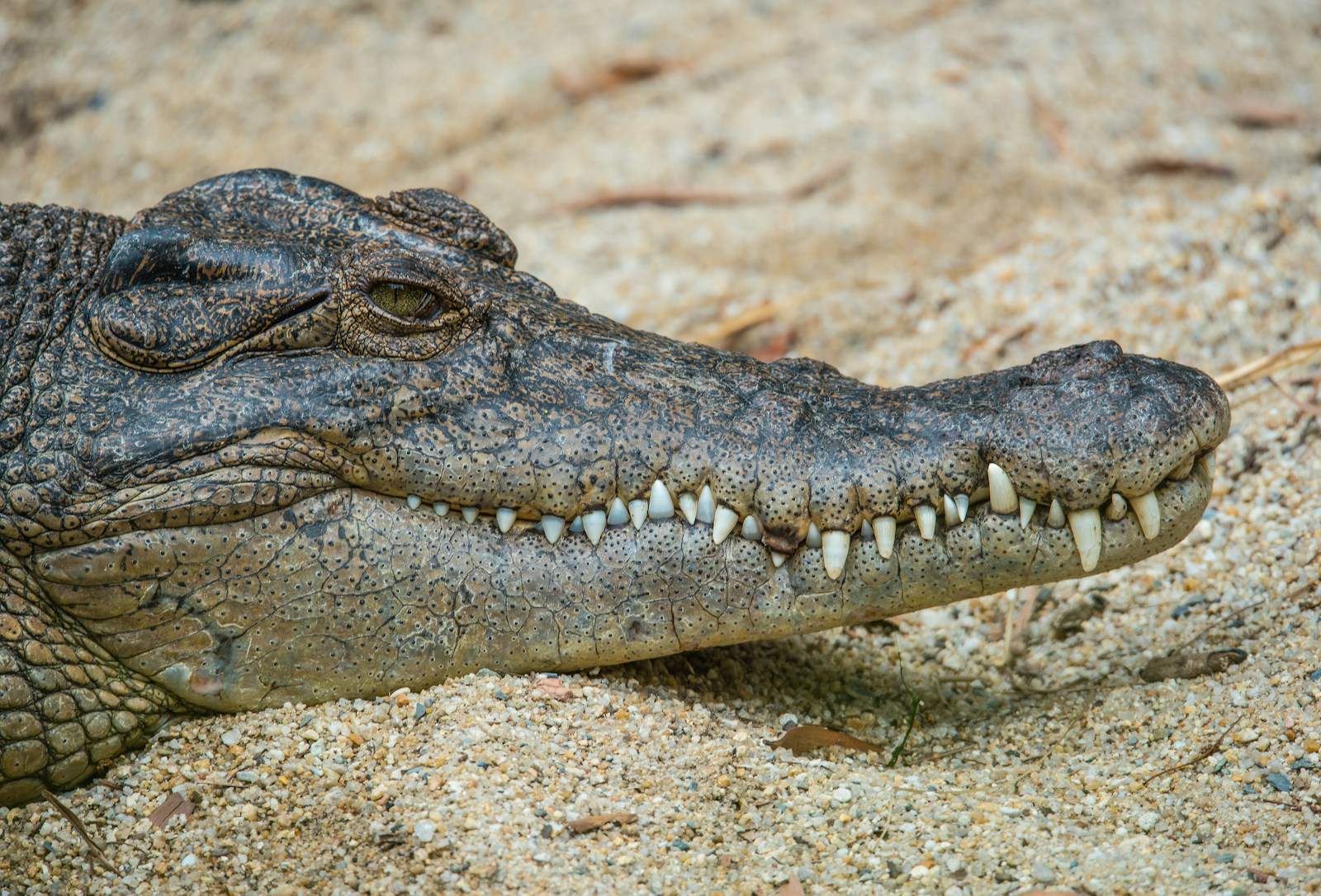 ocean-predators-even-more-dangerous-than-sharks-some-kills-in-minutes