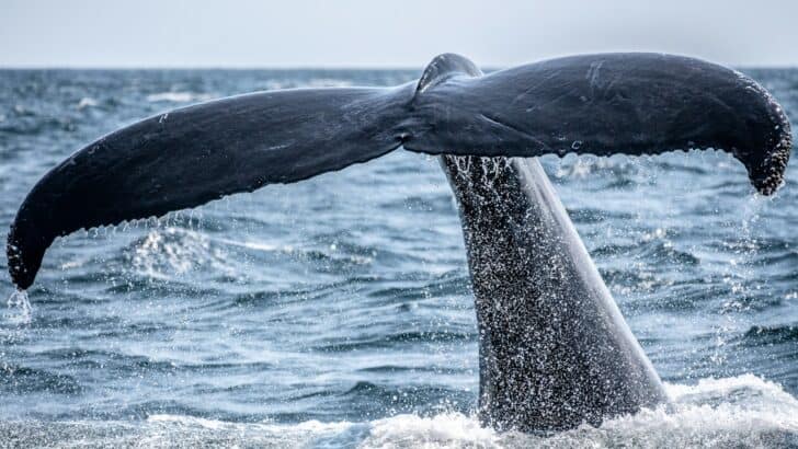 The Deepest-Diving Whale Ever Recorded Off California