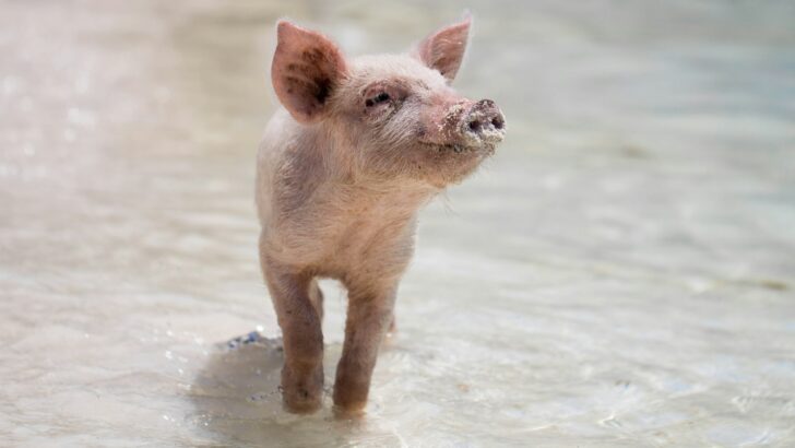 7 Land Animals With Surprisingly Unique Swimming Techniques