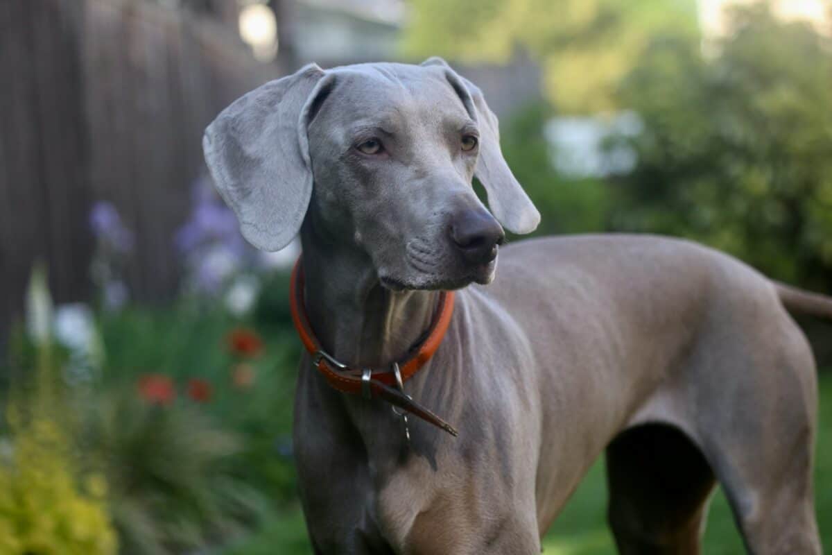 brown short coat adult ddog