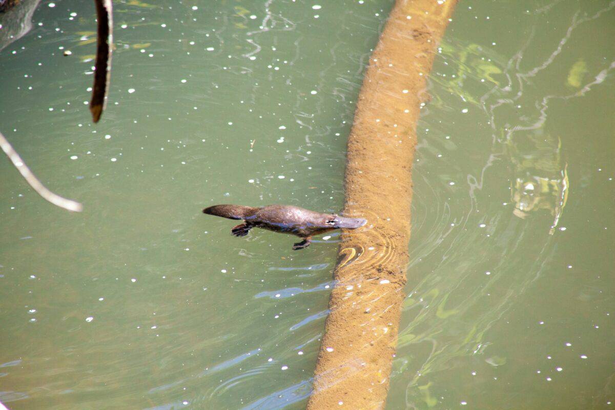 a dolphin swimming in water