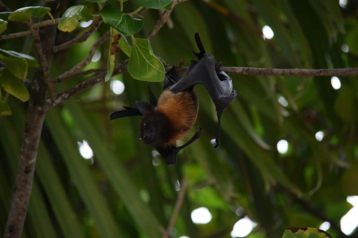 Bat perching on tree