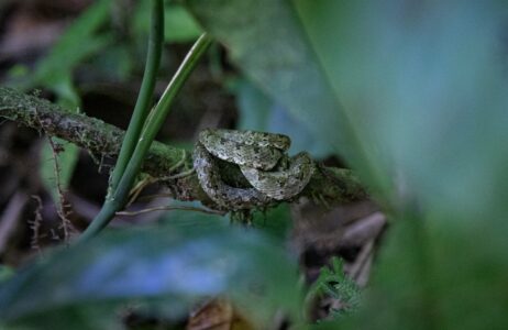 Why Do Some Snakes Play Dead?
