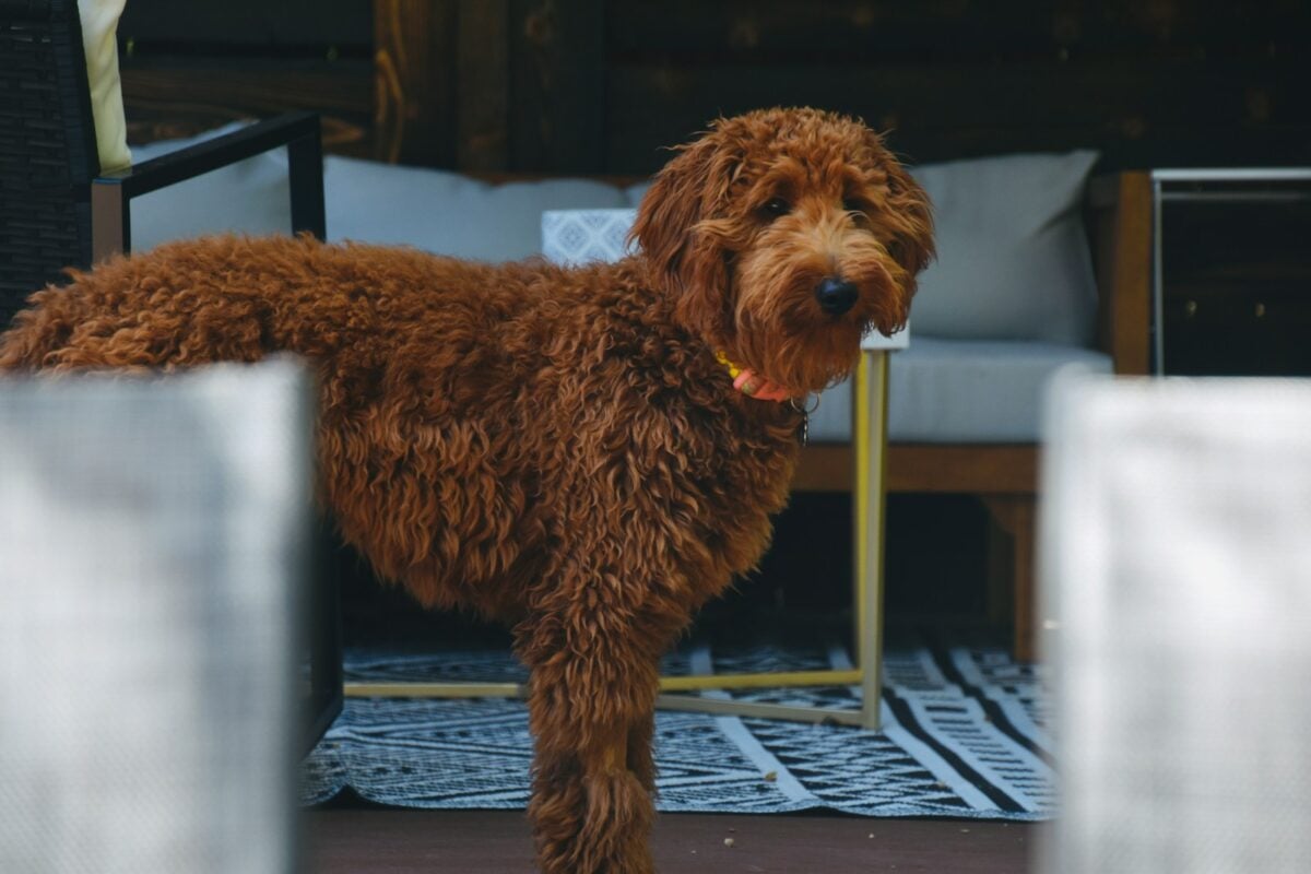 Dog