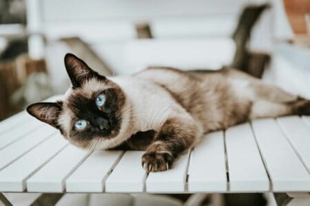 15 Cat Breeds Known for Being Extra Cuddly