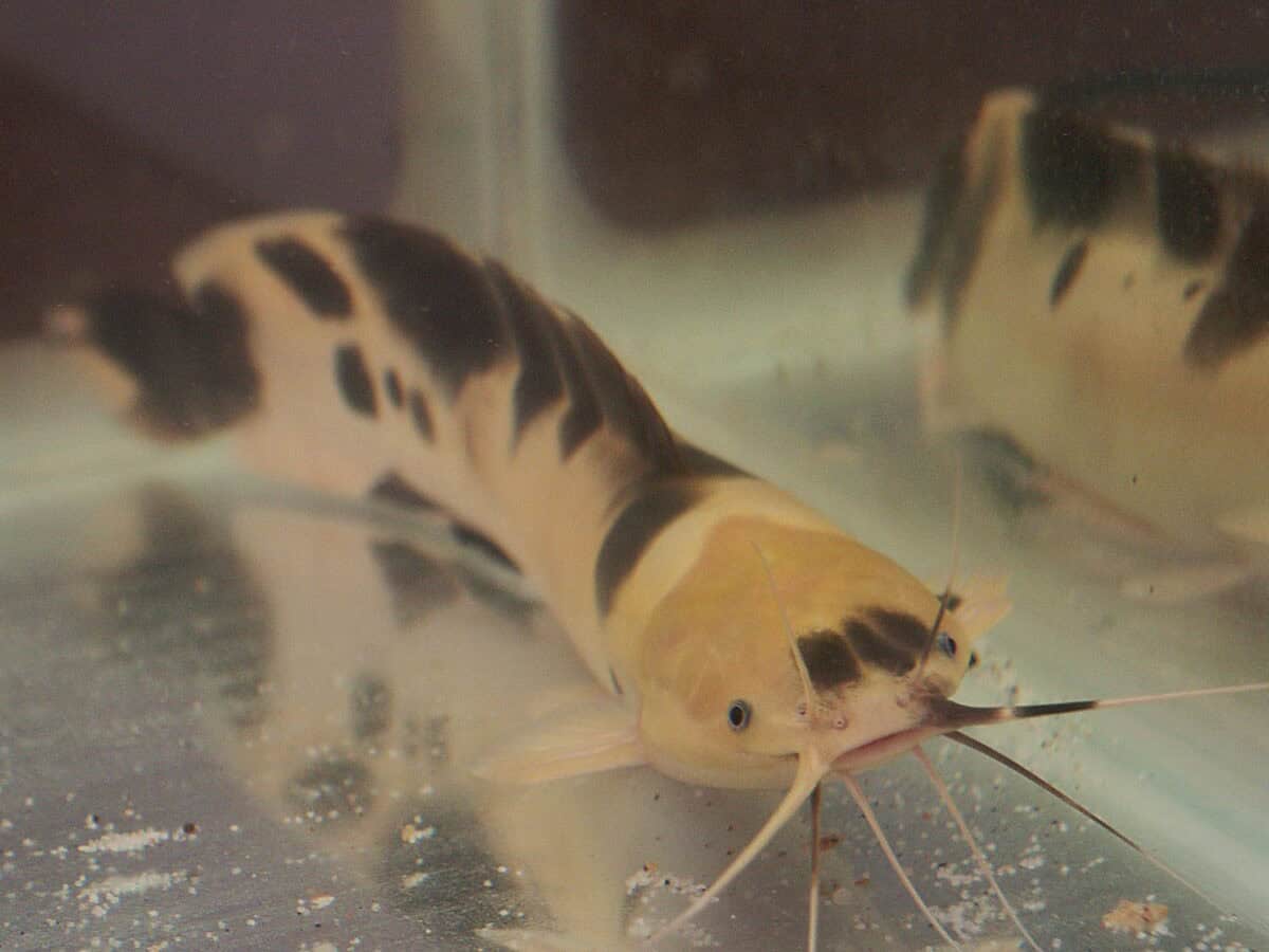 Walking catfish. 