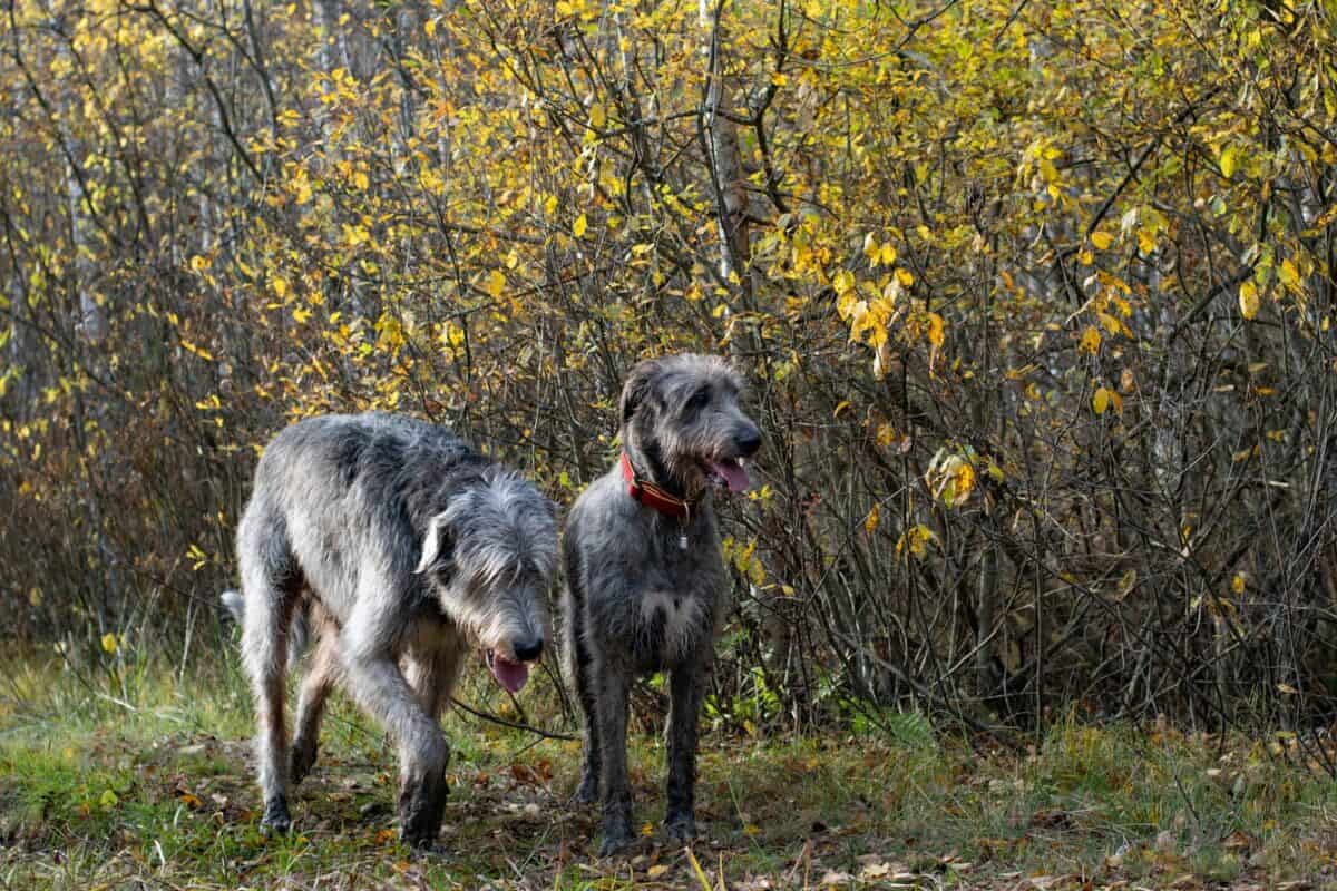 a group of dogs standing in a field with yellow flowers