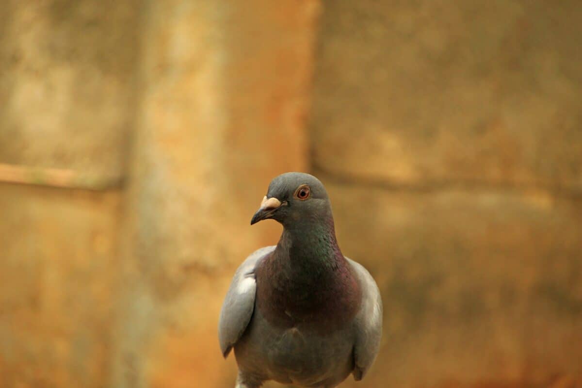 a close up of a pigeon on a rock