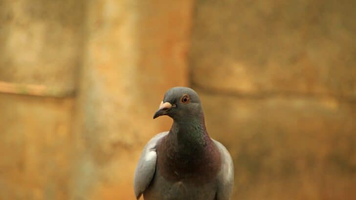 Pigeons Cause Chaos on Delta Flight