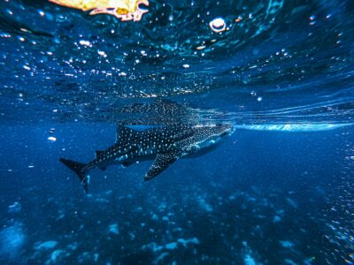 The Top Five Places to Dive with Whale Sharks