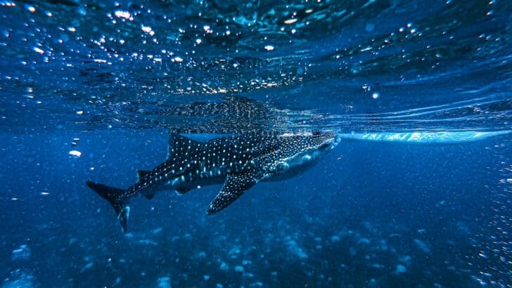 This Shark Is So Big, It Was Mistaken for a Submarine