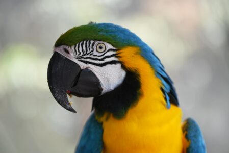 10 Most Expensive Pets Only the Rich Can Afford