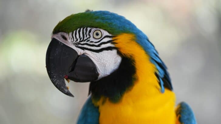 10 Most Expensive Pets Only the Rich Can Afford