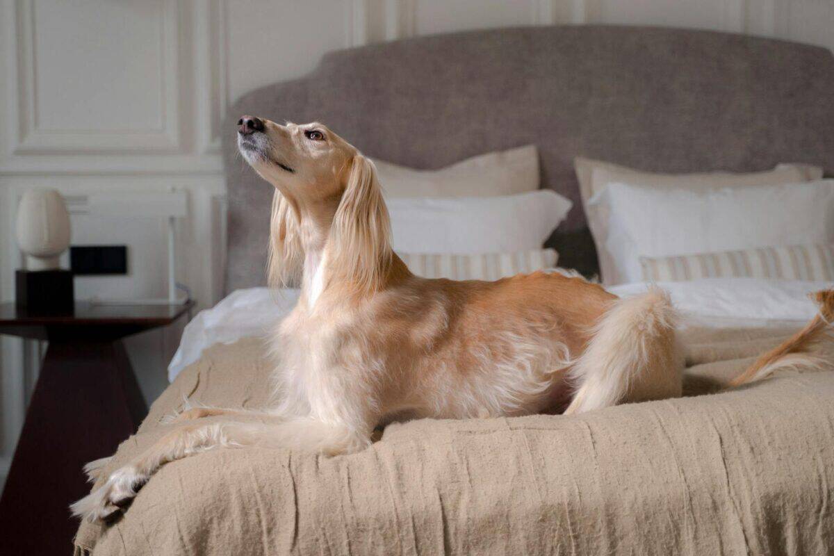Saluki dog with raised head lounging on a comfortable bed in a stylish bedroom.