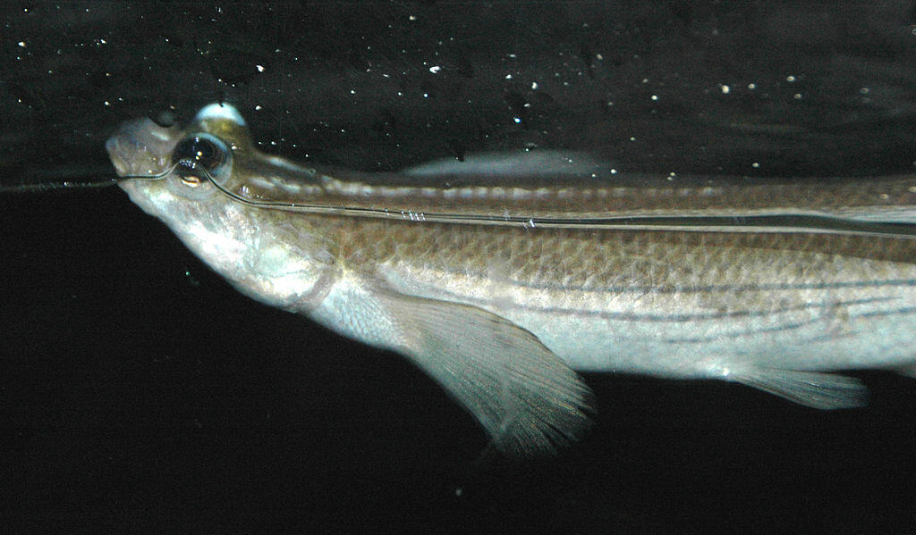 Four Eyed Fish