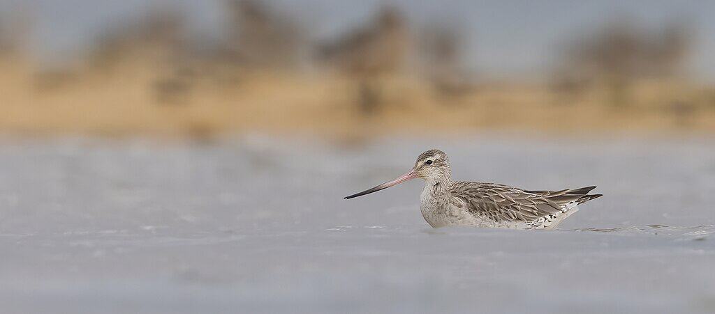 Bar-tailed Godwit
