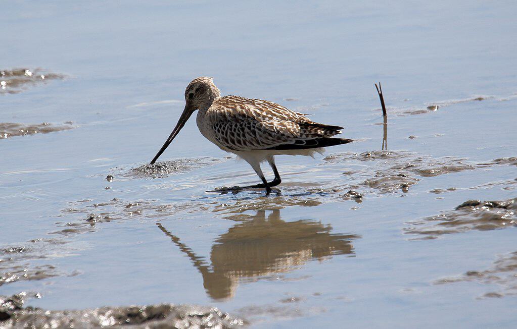 Bar-tailed Godwit (Limosa lapponica)