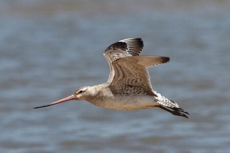 This Bird Migrates 12,000 Miles Without Landing Once