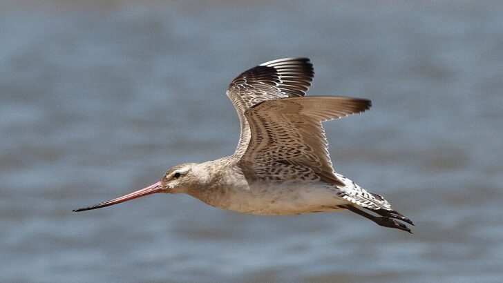 This Bird Migrates 12,000 Miles Without Landing Once