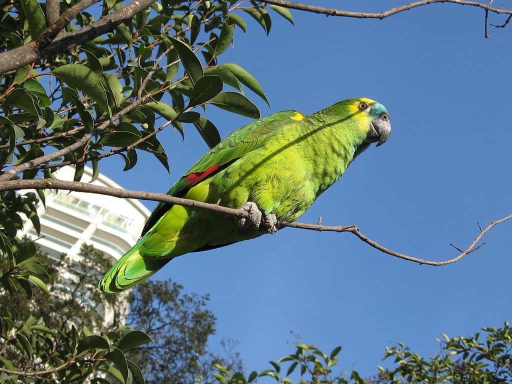 Blue-fronted Amazon (Amazona aestiva) in a tree in Brazil.