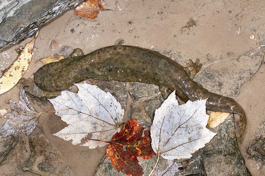 giant salamander 