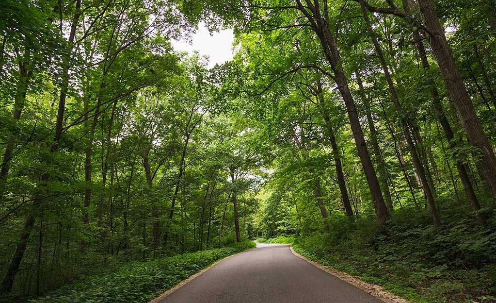 Forestville-Mystery Cave State Park Campground Forest Road