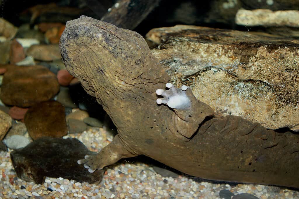 Giant Salamander 