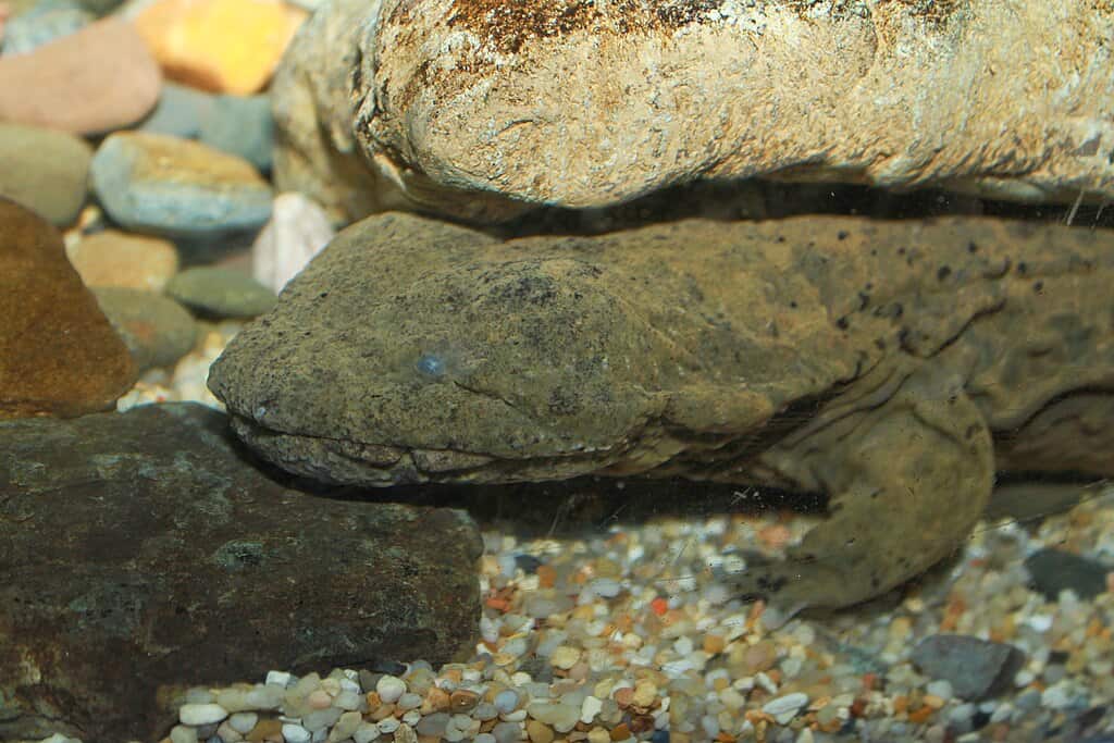 giant salamander 