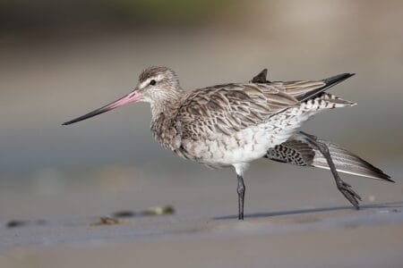 13 Stunning Bird Migrations Threatened by Global Warming