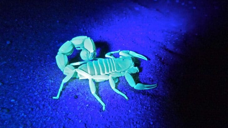 This Desert Glows With Scorpions